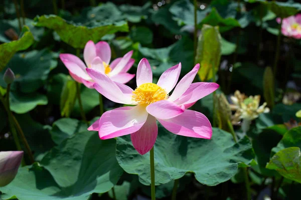 Beautiful Blooming Pink Lotus Flower Leaves Water Lily Pond — Photo
