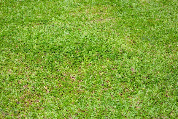 Fresh Lawn Grass Beautiful Green Garden — Stok fotoğraf