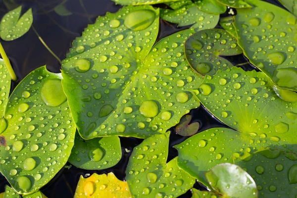 Lotus Leaves Raindrops Water Lily Pond — ストック写真