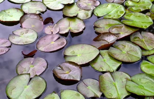 Nymphaea Lotus Leaves Pond — Stockfoto