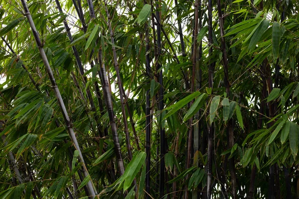 Phyllostachys Nigra Black Bamboo Garden — Stockfoto