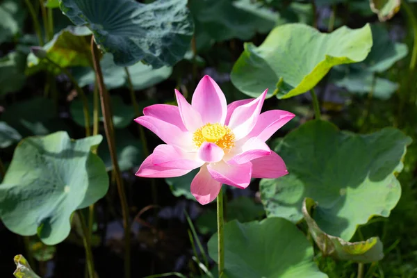 Beautiful Blooming Pink Lotus Flower Leaves Waterlily Pond — Photo