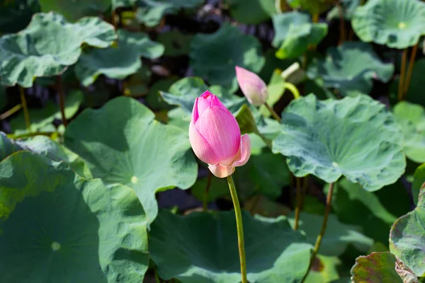 Beautiful Blooming Pink Lotus Flower Leaves Water Lily Pond — Zdjęcie stockowe