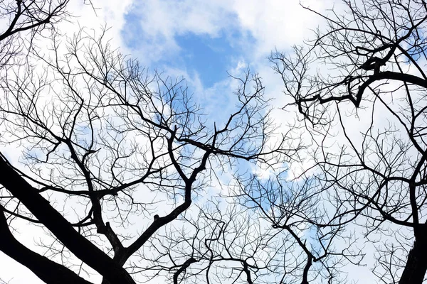 Dode Takken Silhouet Met Blauwe Lucht Wolk — Stockfoto