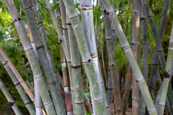 Bahçedeki Bambu Bitkisi — Stok fotoğraf