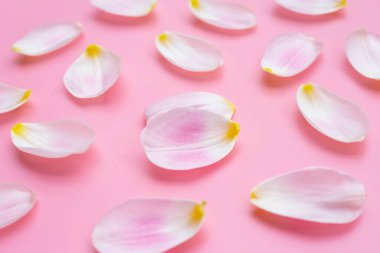 Pembe arka planda lale yaprakları.