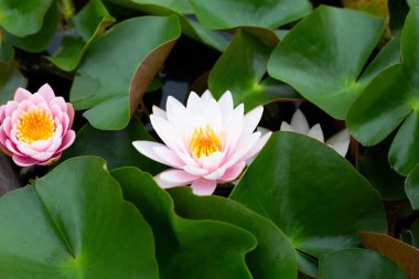 Nymphaea lotus flower with leaves, Beautiful blooming pink water lily