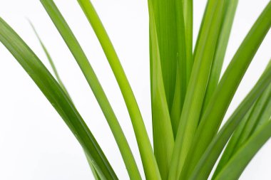 taze pandan beyaz zemin üzerine bırakır..