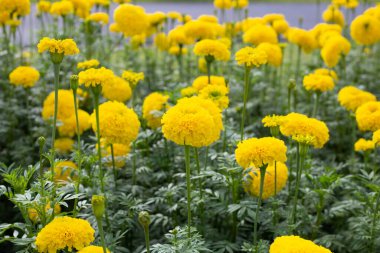 Sarı kadife çiçeği Çiçek bahçesinde