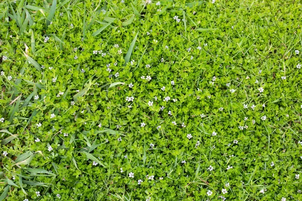Fresh Lawn Grass Beautiful White Flower — Stockfoto