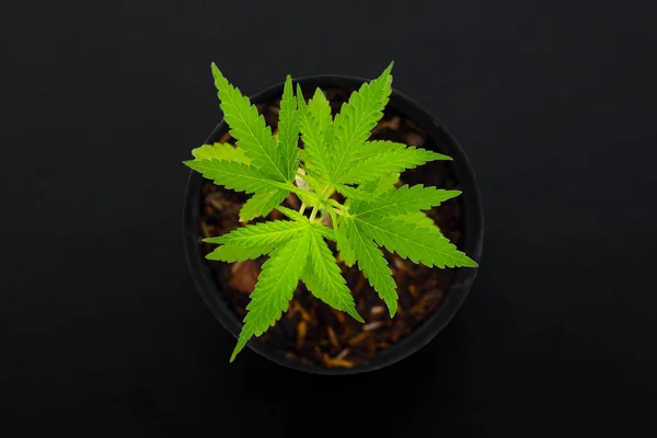 Cannabis Plant Fresh Green Leaves Marijuana Dark Background — Foto de Stock