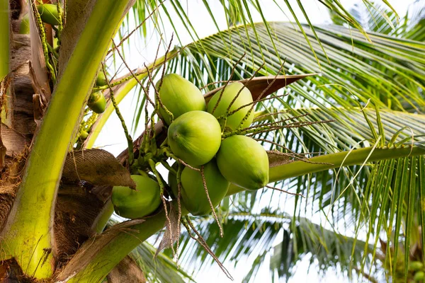 Coconut tree with bunches of coconut fruits