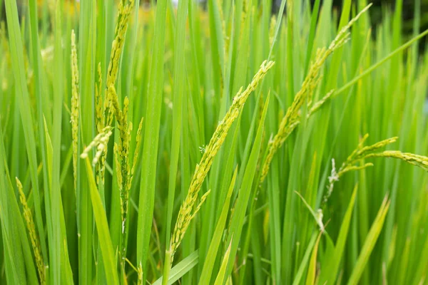 Planta Arroz Campo Arroz — Fotografia de Stock