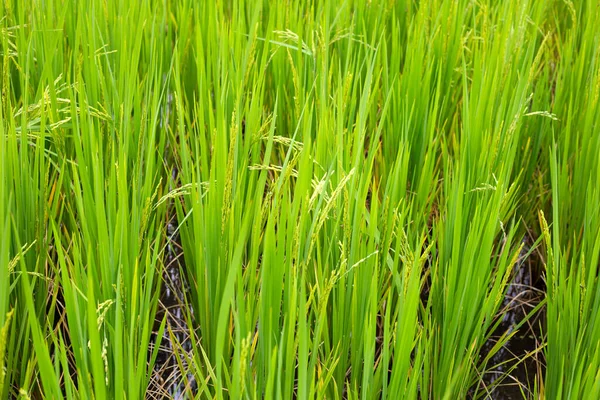 Rice Plant Rice Field — Stock Photo, Image