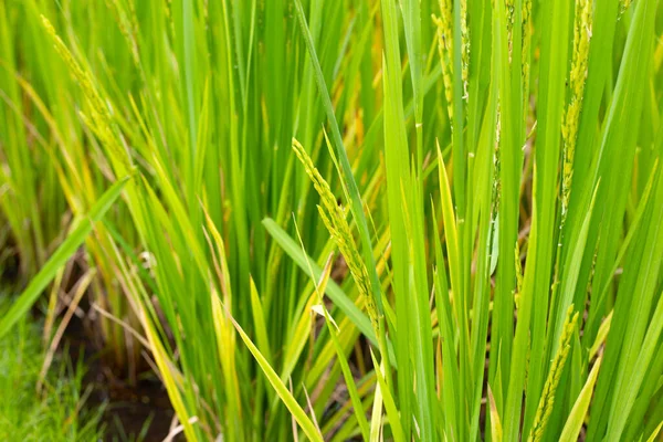 Planta Arroz Campo Arroz — Fotografia de Stock