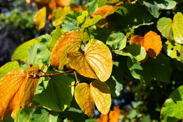 Bauhinia Aureifolia Nebo Zlaté Listy Bauhinia — Stock fotografie