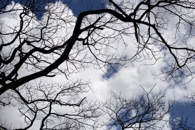 Dead branches tree silhouette with blue sky and cloud