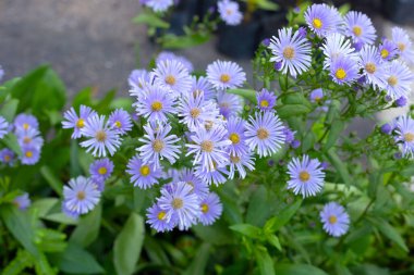 Symphyotrichum dumosum 'un güzel mor çiçekleri