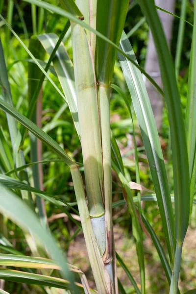 Sugar Cane Plant Green Leaves — ストック写真