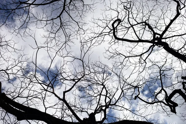 Dead Branches Tree Silhouette Blue Sky Cloud — Stockfoto