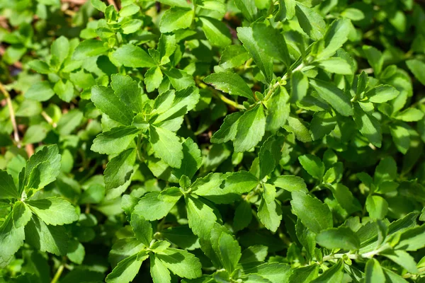 Fresh Green Leaves Stevia Plant — Stok fotoğraf