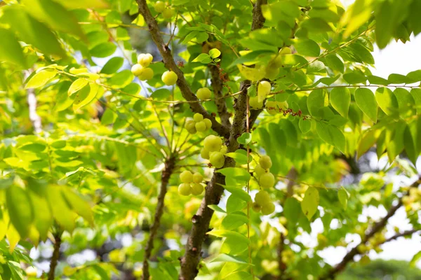 Star Gooseberry Tree Fruit — Fotografia de Stock