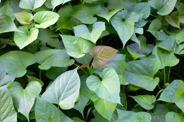 Green Leaves Sweet Potato Plant — Fotografia de Stock