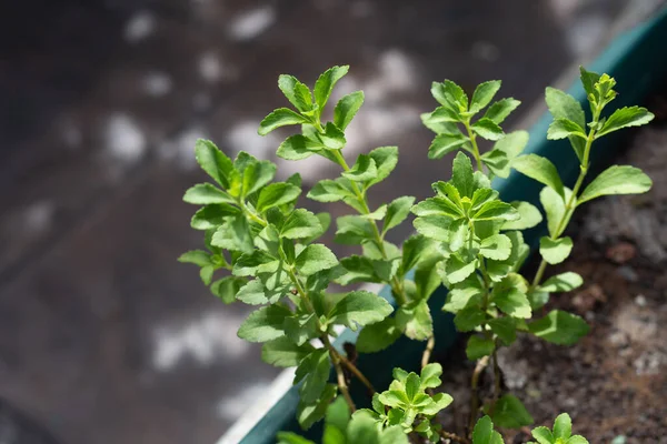 Fresh Green Leaves Stevia Plant — Fotografia de Stock