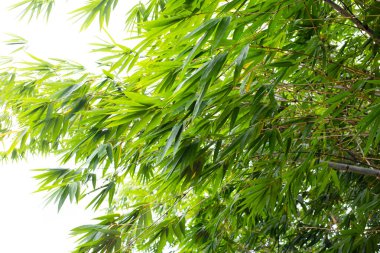 Bahçedeki bambu bitkisi