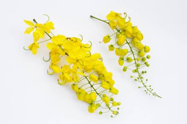 Beyaz arkaplanda Cassia fistül çiçeği.