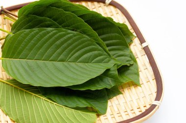Mitragyna speciosa, beyaz arkaplanda taze kratom yaprakları