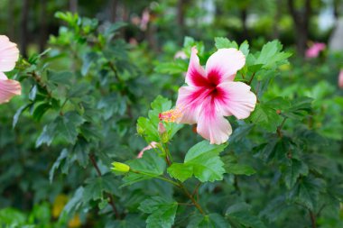 Blossom of pink hibiscus flower on tree