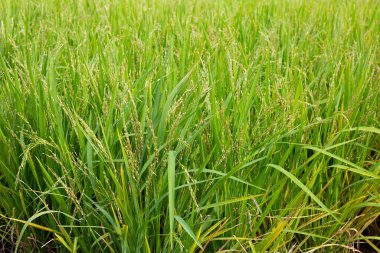 Pirinç tarlasında pirinç bitkisi.