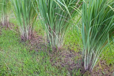 Bahçede limon çimi yığını