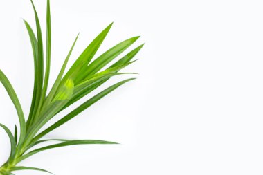 taze pandan beyaz zemin üzerine bırakır..