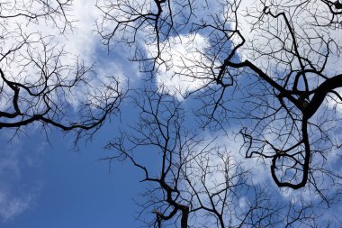 Mavi gökyüzü ve bulutlu ölü dallar.