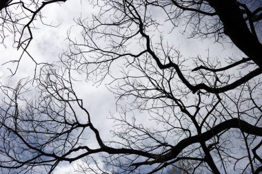 Mavi gökyüzü ve bulutlu ölü dallar.