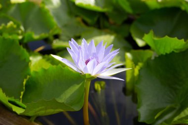 Beautiful blooming lotus flower with leaves, Purple Water lily pond