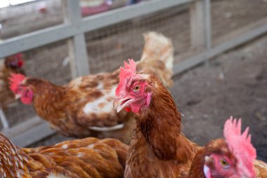 Tavuk çiftliğinde tavuklar. Organik kümes hayvanları.