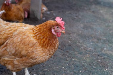 Tavuk çiftliğinde tavuklar. Organik kümes hayvanları.