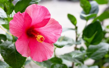 Hibiscus flower on tree in the garden