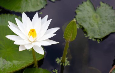 Nymphaea lotus flower with leaves, Beautiful blooming water lily