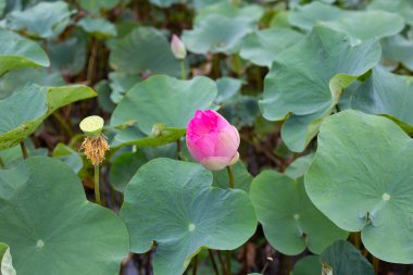Pink lotus flower blooming in pond with green leaves