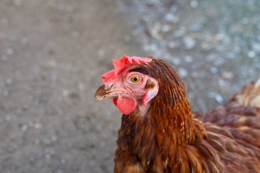 Tavuk çiftliğinde tavuklar. Organik kümes hayvanları.