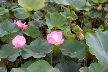Pink lotus flower blooming in pond with green leaves