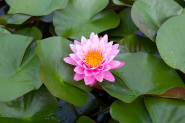 Nymphaea lotus flower with leaves, Beautiful blooming water lily
