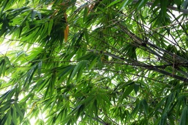 Bahçedeki bambu bitkisi
