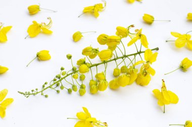 Beyaz arkaplanda Cassia fistül çiçeği.