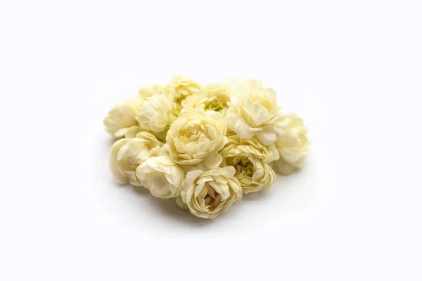 Jasmín Květina Bílém Pozadí — Stock fotografie