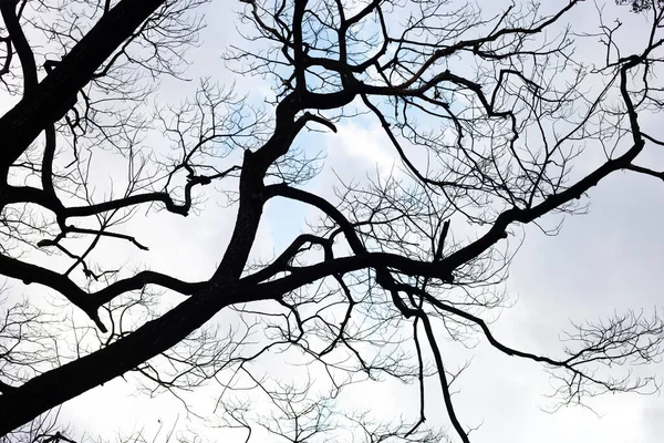 Dode Takken Silhouet Met Blauwe Lucht Wolk — Stockfoto